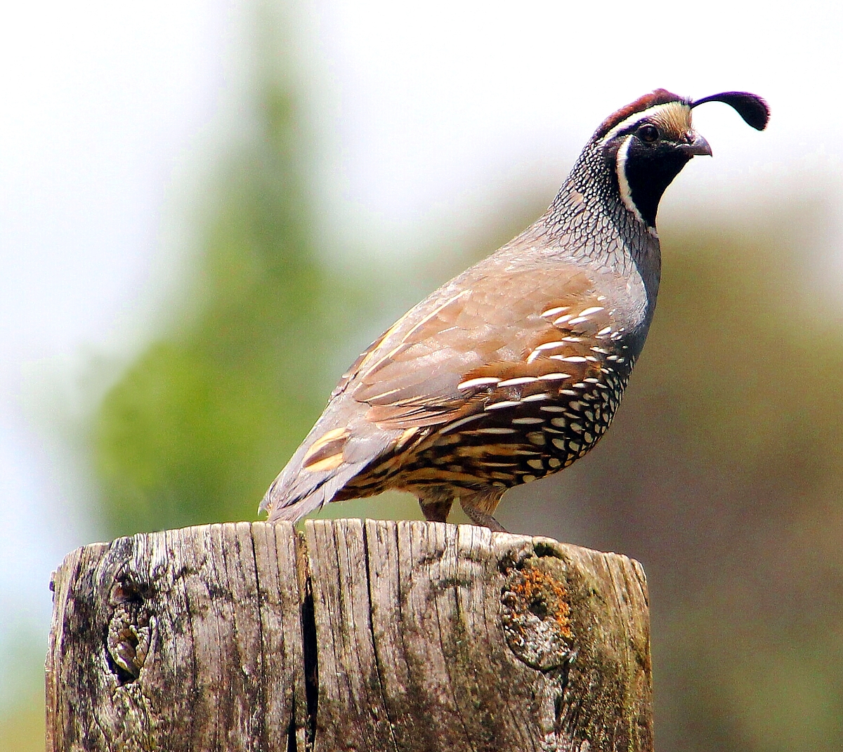 quail on puriri post quail on puriri post